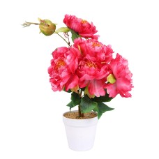 Pink Peony Flower Plant