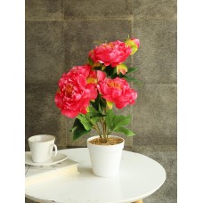 Pink Peony Flower Plant